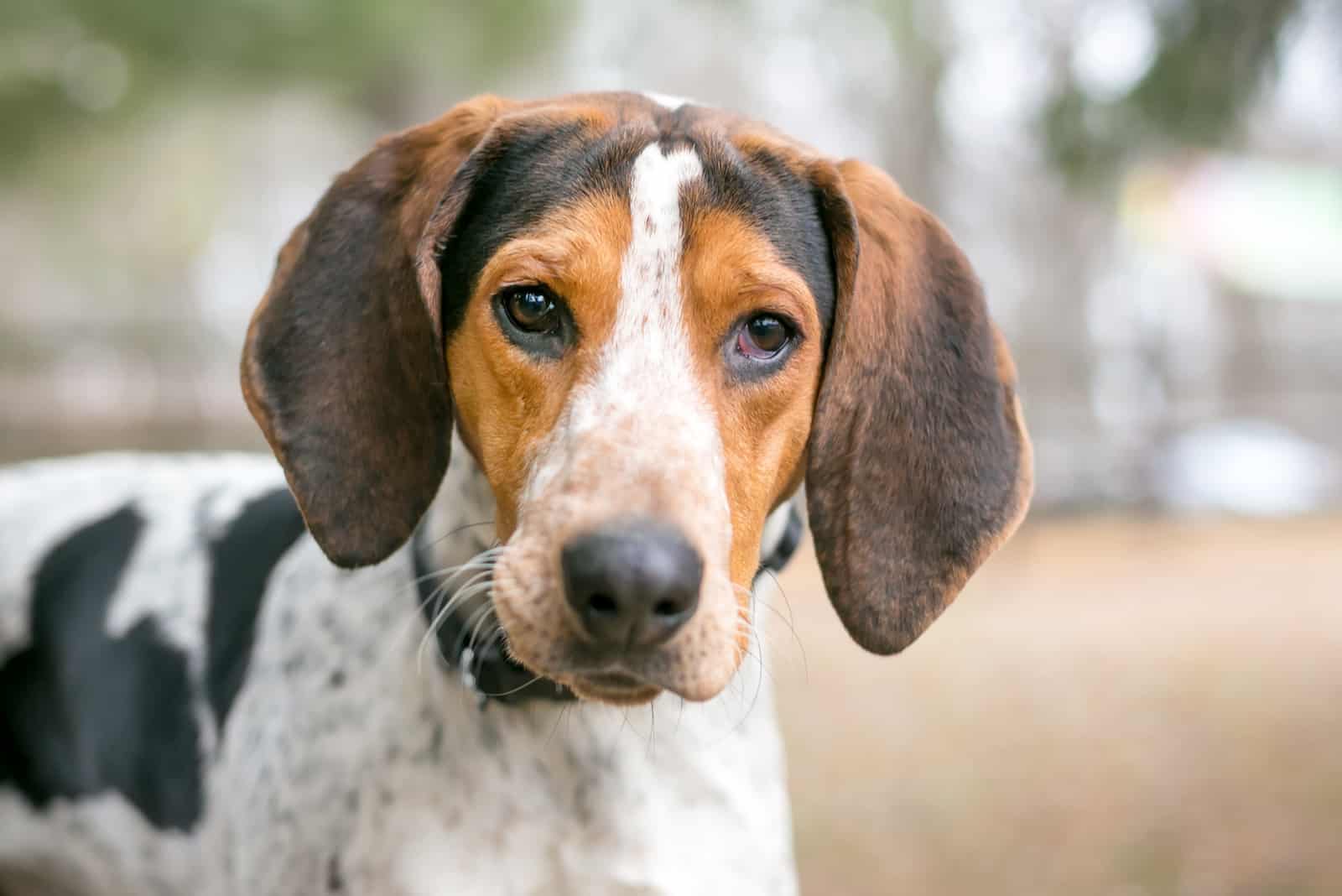 un retrato de un perro de caza en la naturaleza
