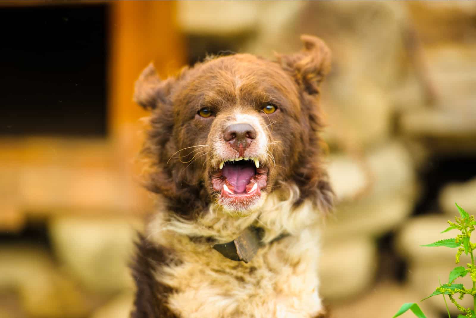 un retrato de un perro mayor enojado