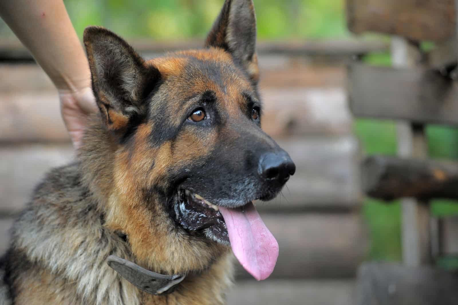 un retrato de una pastora alemana vieja sacando la lengua de perfil