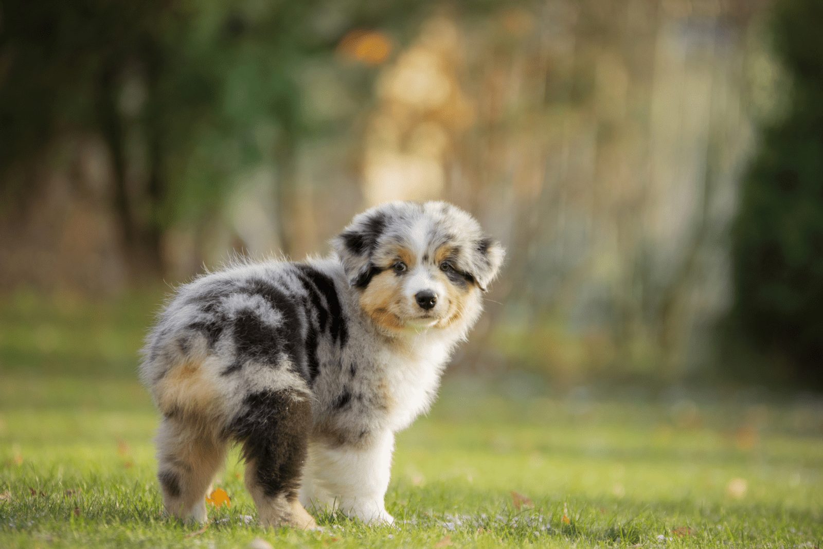 un cachorro de perro está de pie en un campo