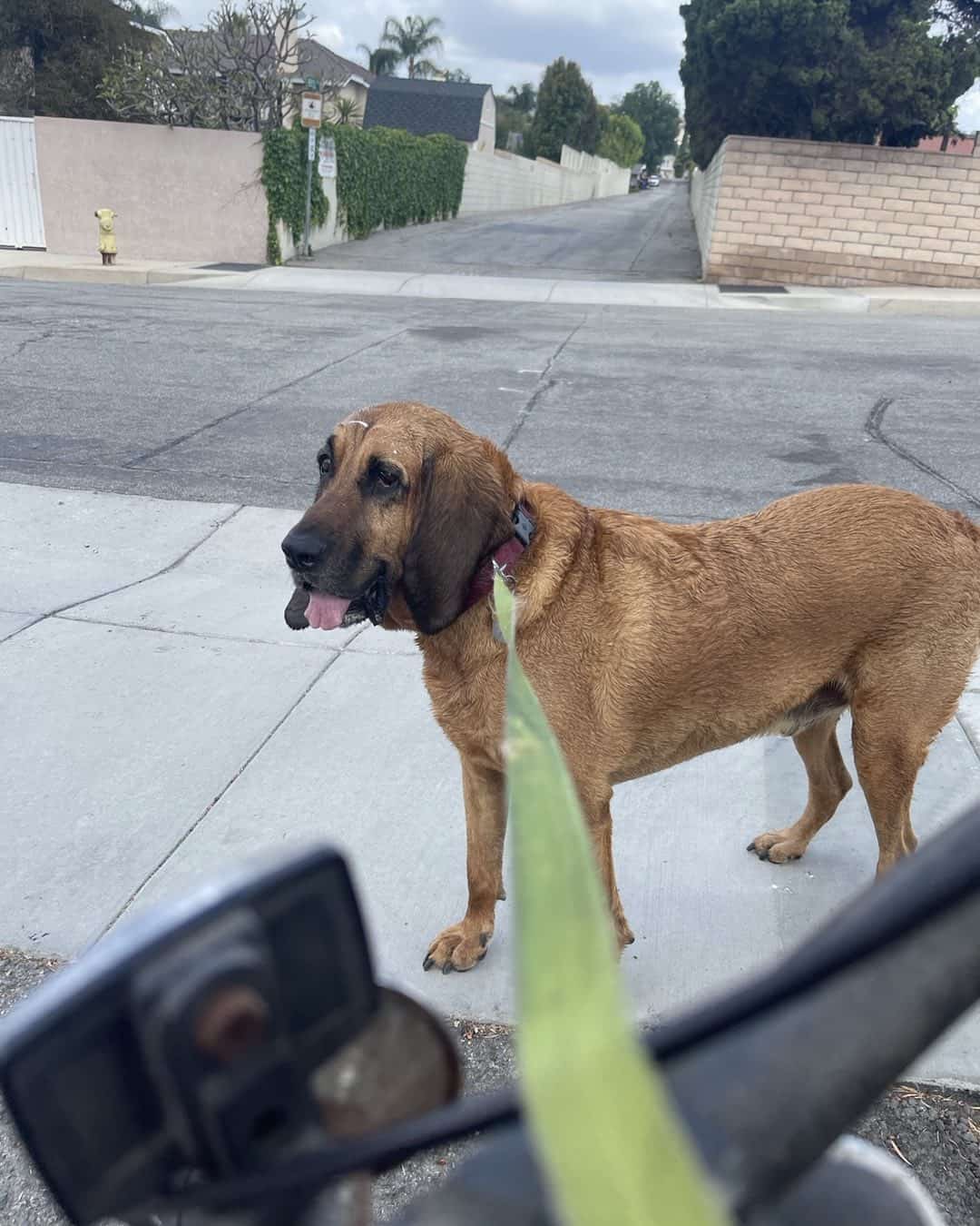 un Bloodhound rojo está en la calle
