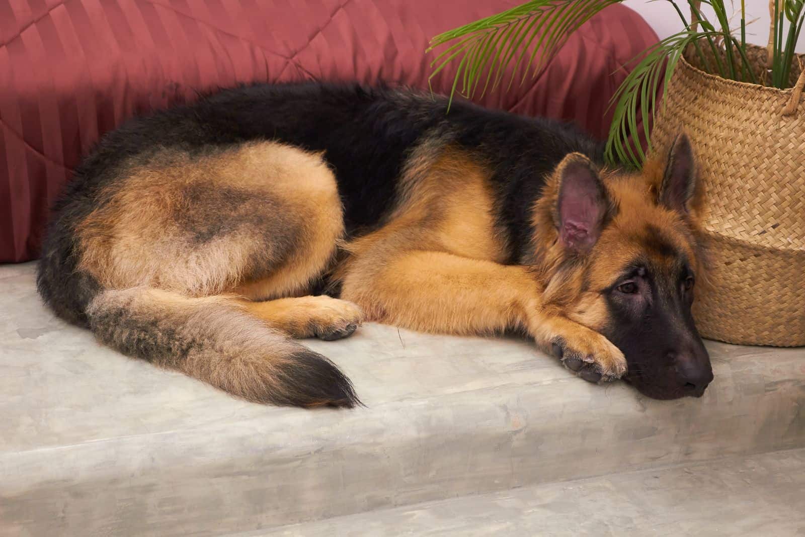 un perro triste yace en el sofá