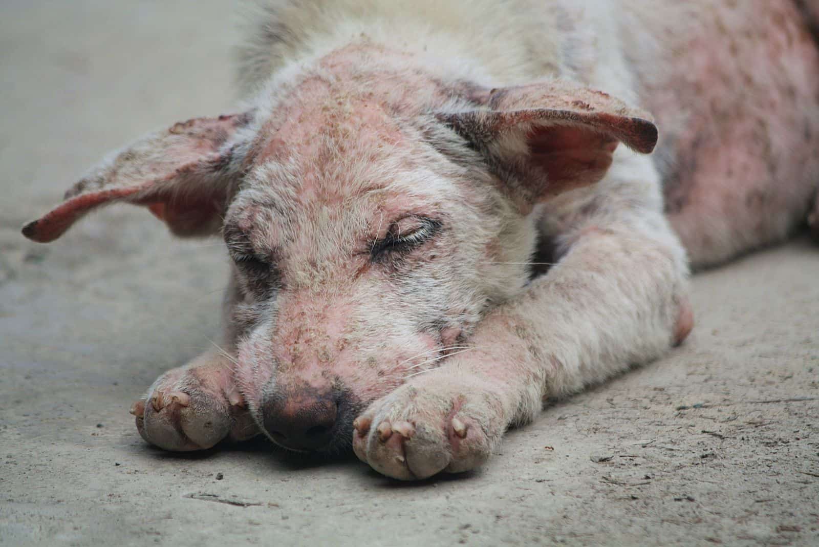 un perro triste con sarna yace en el pavimento