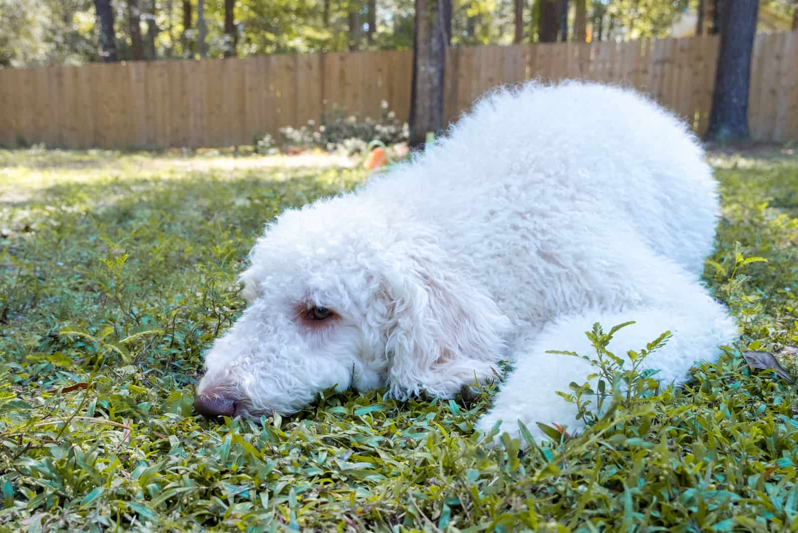 un perro goldendoodle enfermo y triste yace en el patio sobre el césped