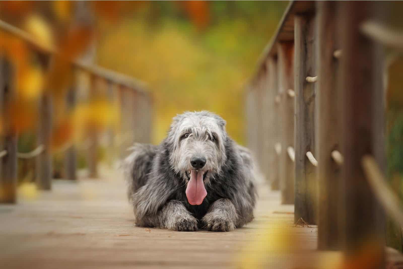 un perro lobo irlandés sentado en el puente peatonal