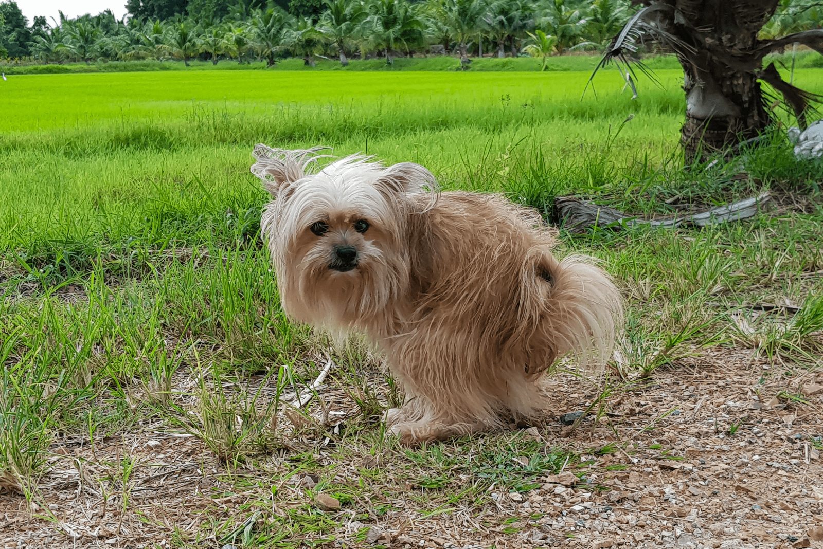 un perro pequeño defeca en el parque