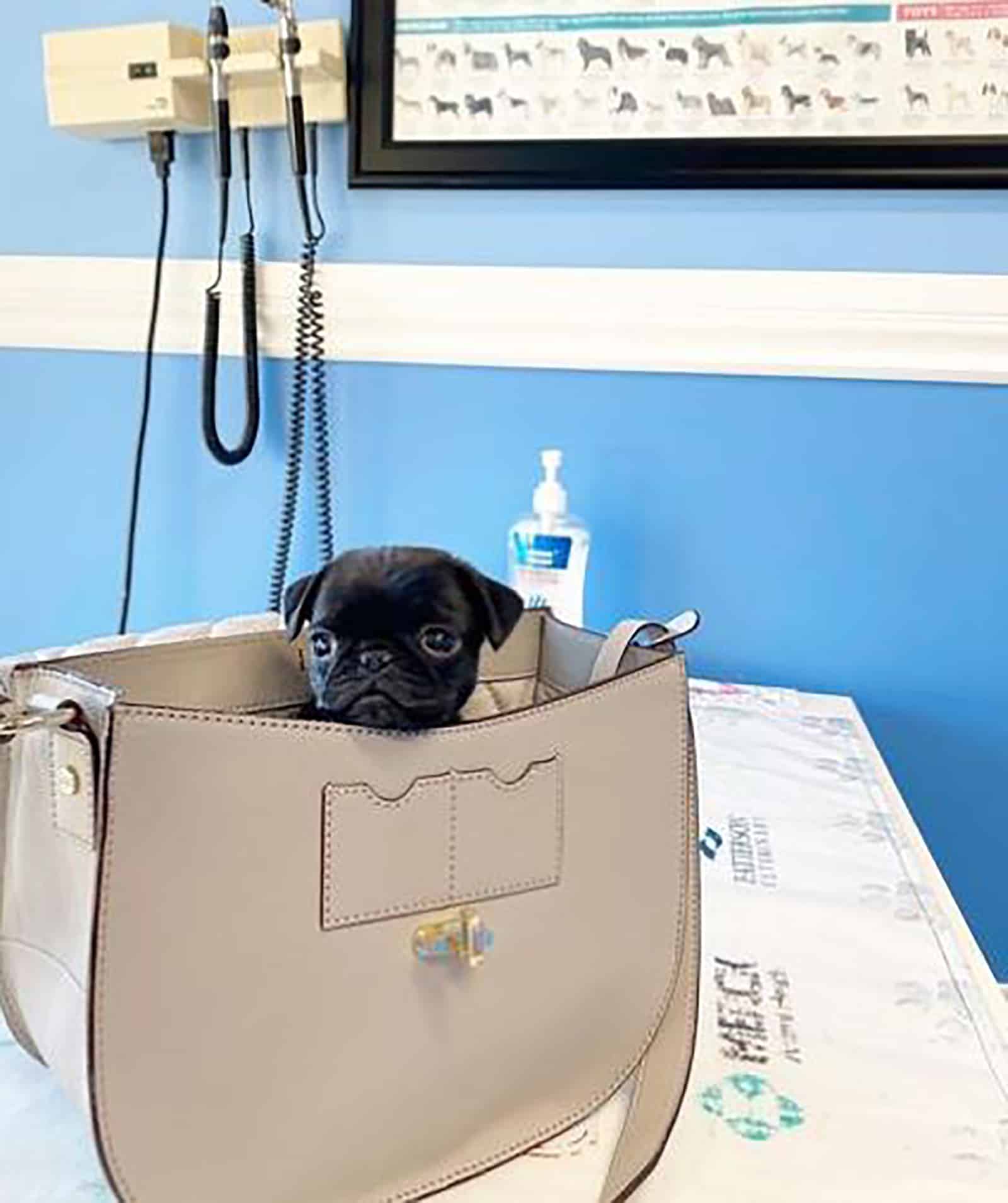 un pug teacup en un bolso en el veterinario