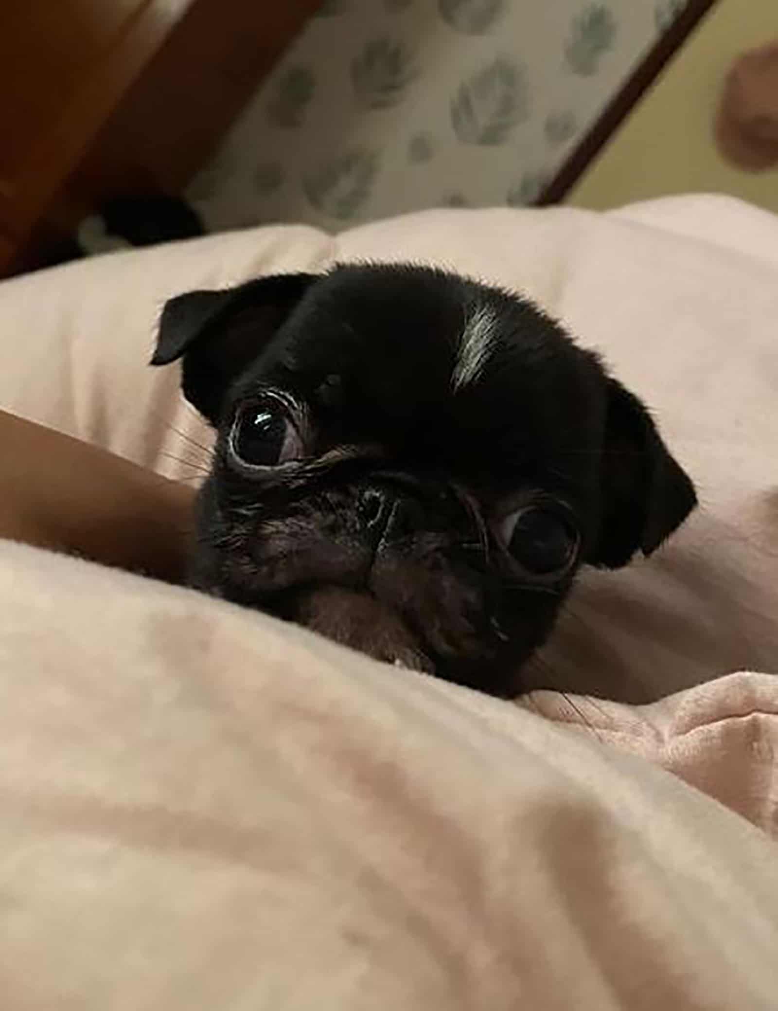 un pug teacup acostado en la cama