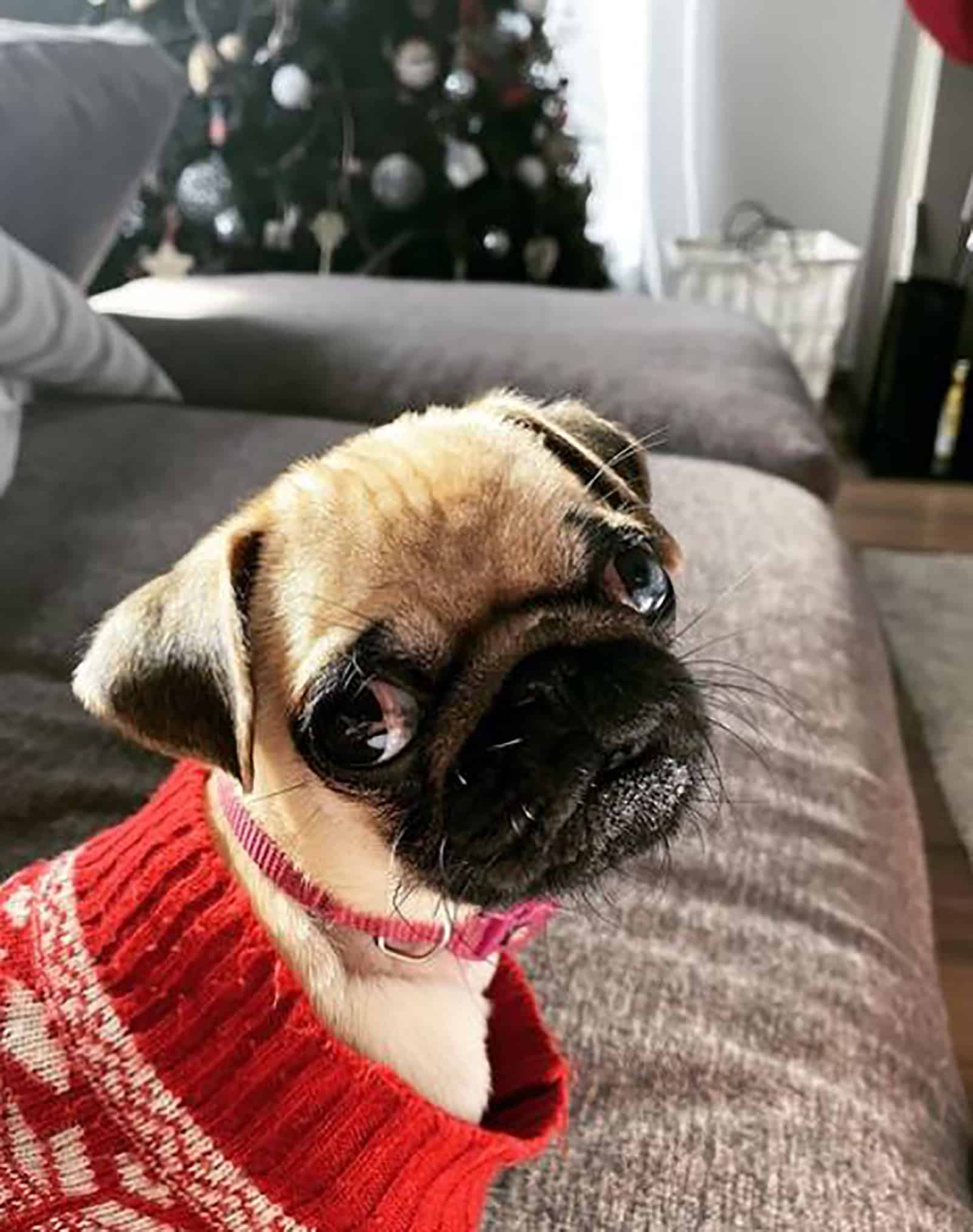 un pug teacup sentado en el sofá mirando a la cámara