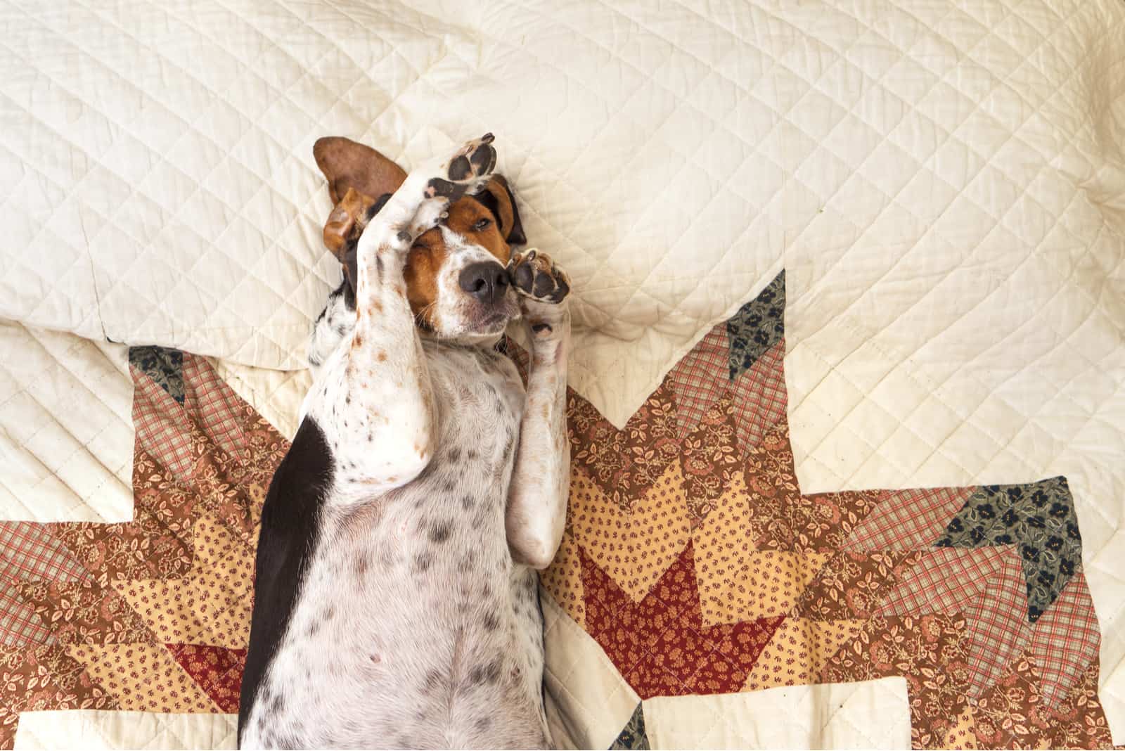 Mezcla de Coonhound y Beagle – ¿Es Esta la Mejor Mezcla de Beagle?
