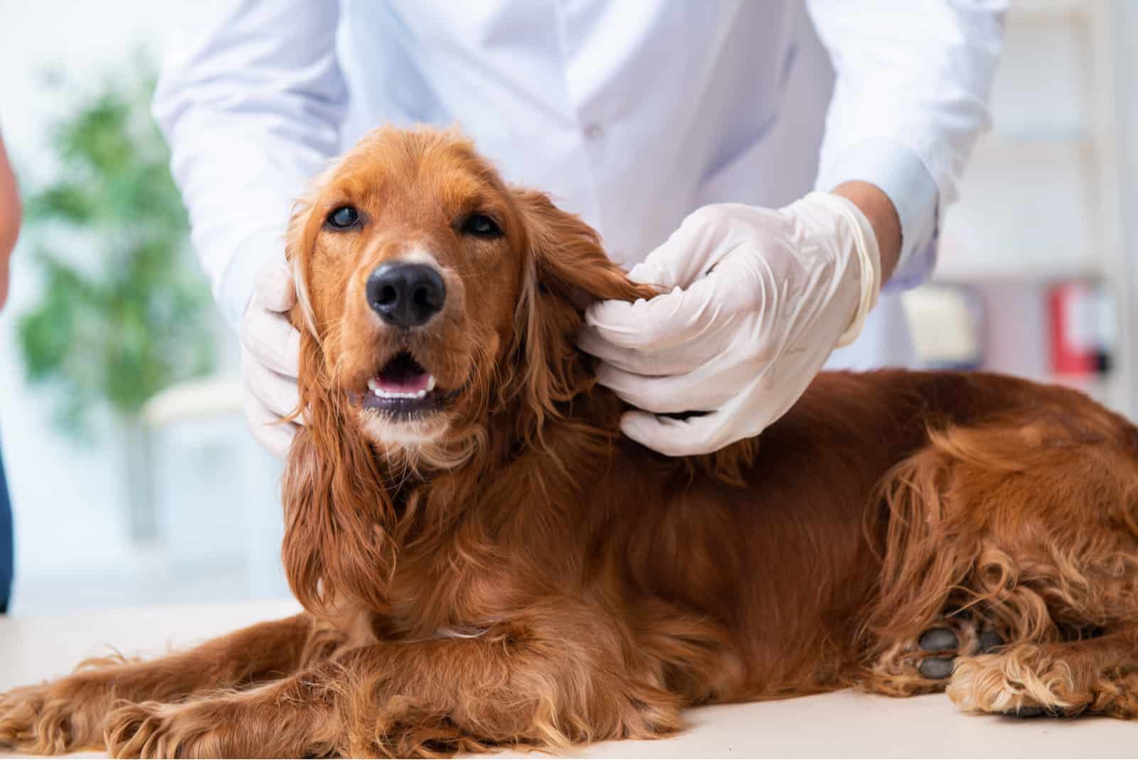 un veterinario examina a un golden retriever