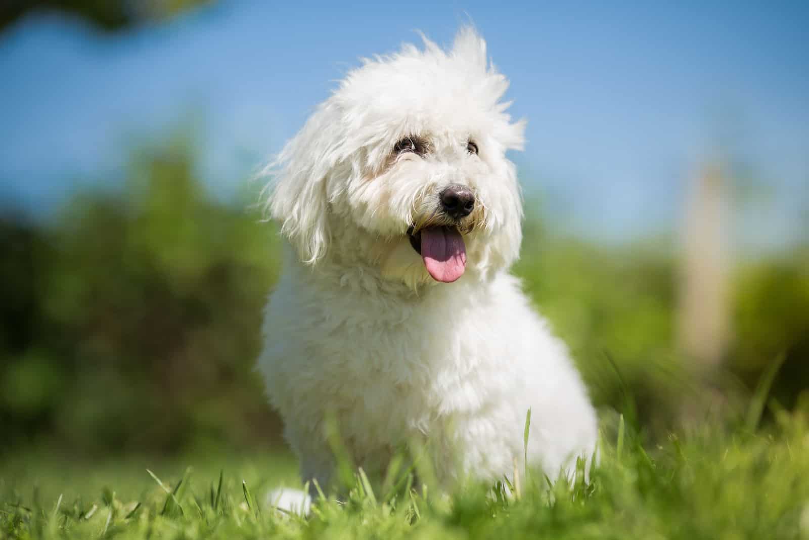 un Coton confiable blanco sentado en un campo mirando hacia algún lado