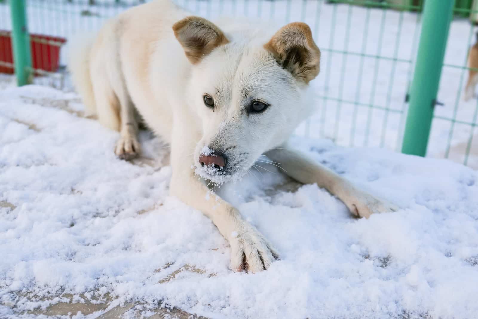 un jindo blanco descansa en la nieve