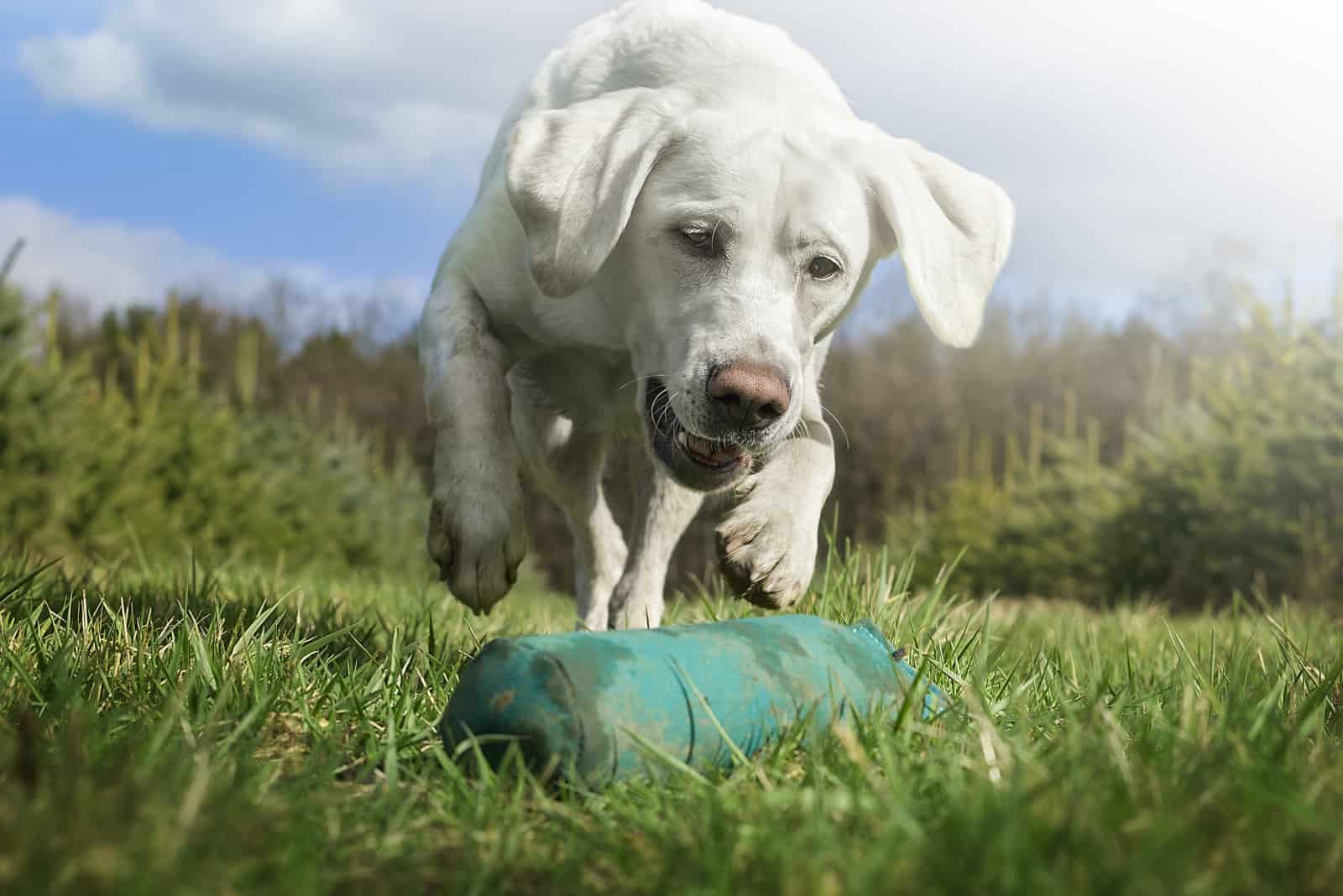 un labrador blanco jugando en el césped con un juguete