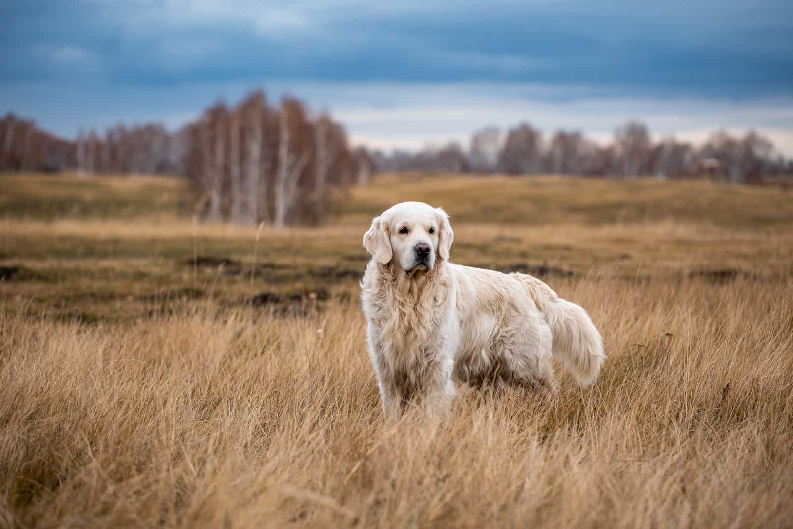 un labrador blanco de pie en un campo