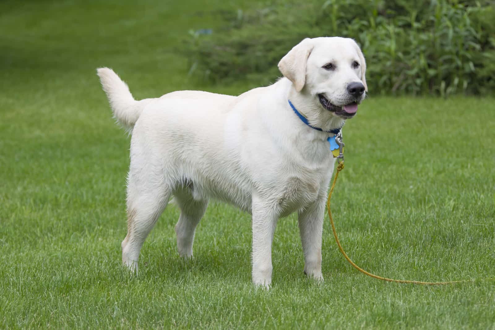 un labrador blanco de pie en el césped
