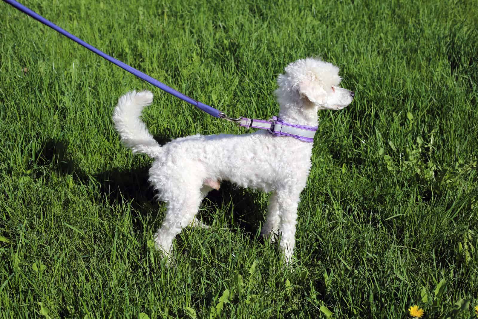 un mini caniche blanco con correa de pie en la hierba