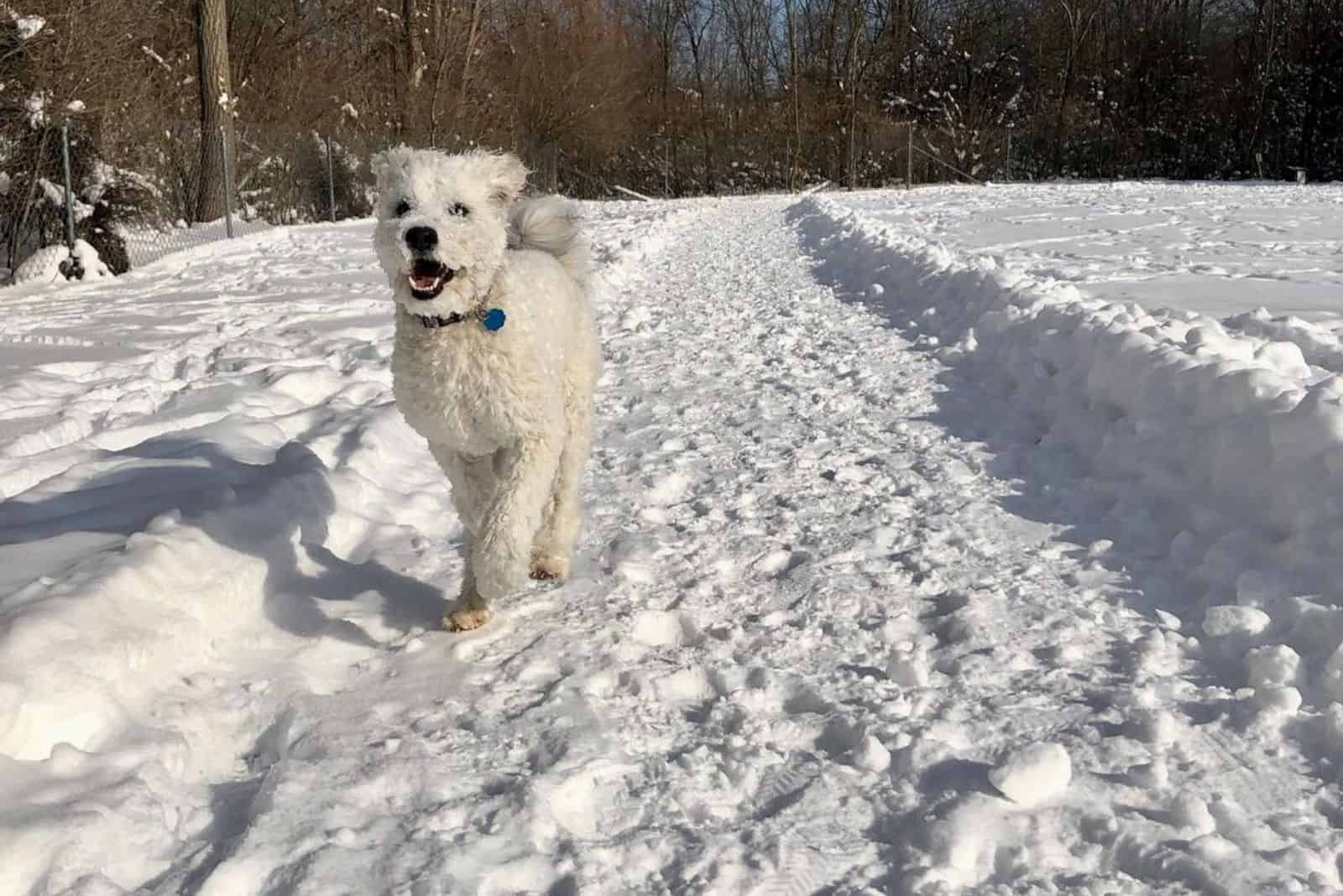 un perro blanco mixto corriendo por la nieve