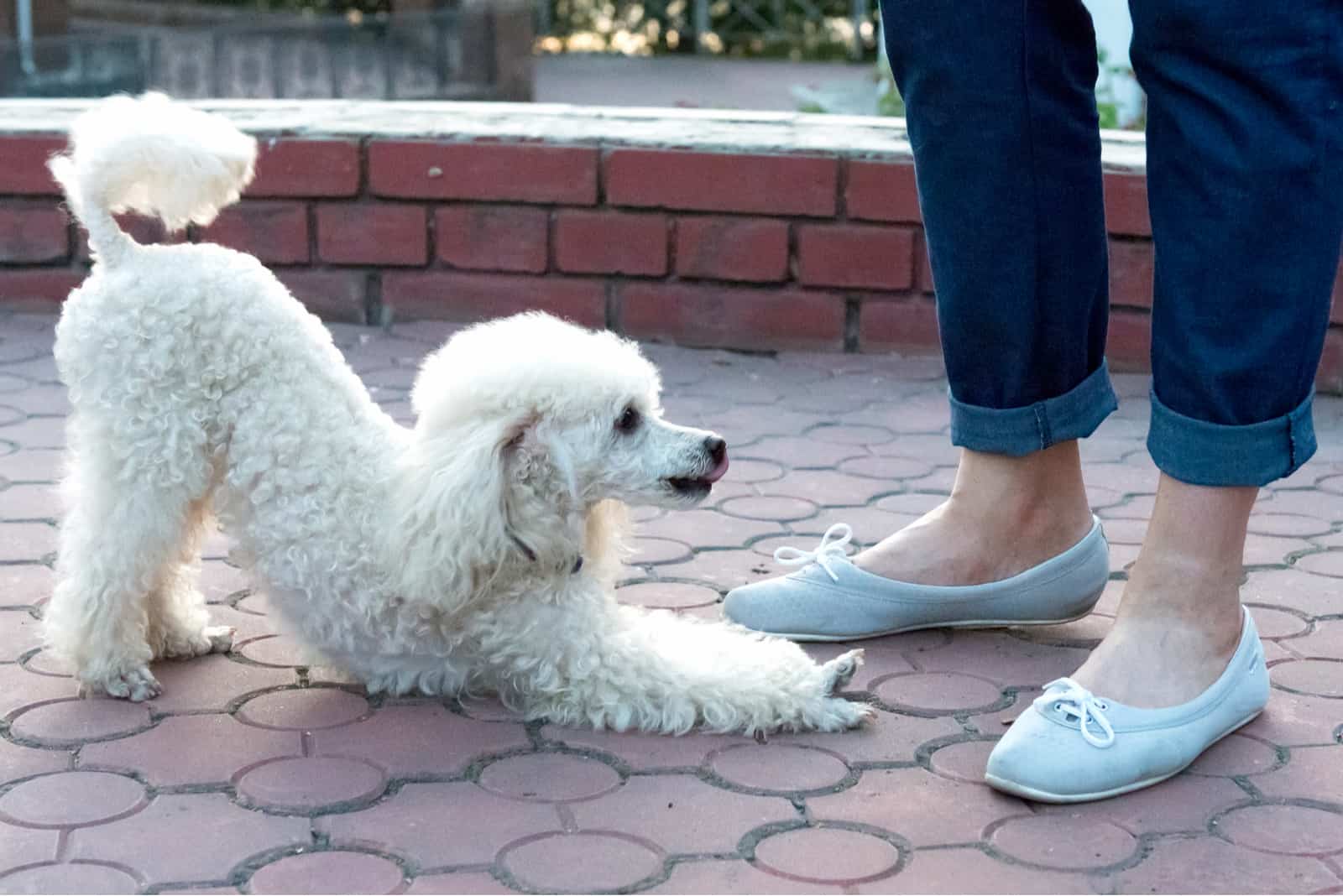 un poodle blanco frente a los pies de su dueño