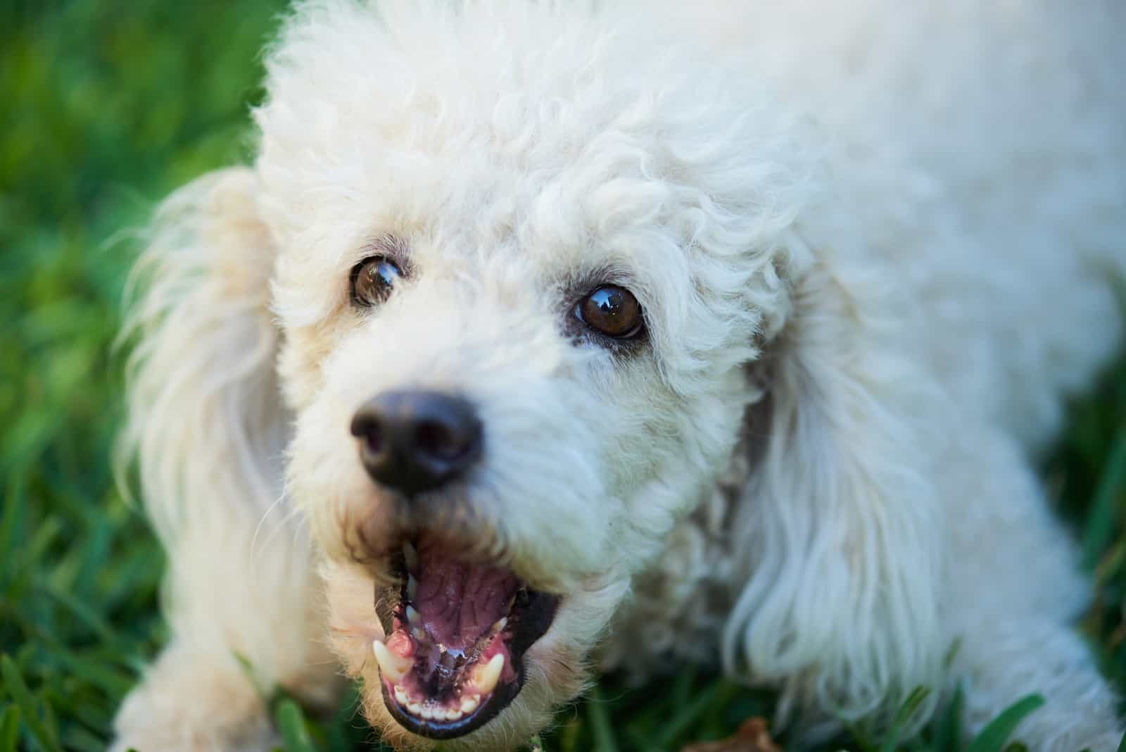 un caniche blanco acostado en la hierba y ladrando
