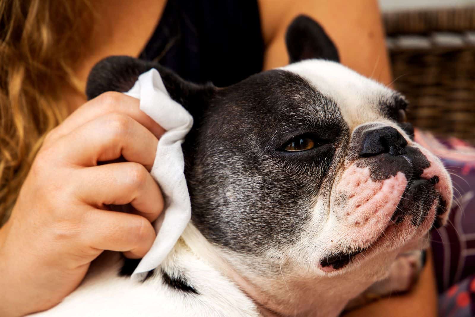 una mujer limpia la cara de un bulldog francés