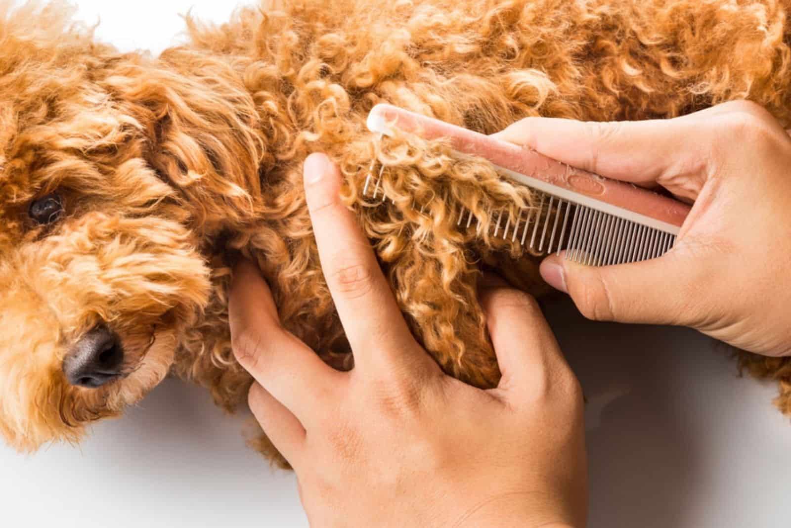 una mujer peina a su perro