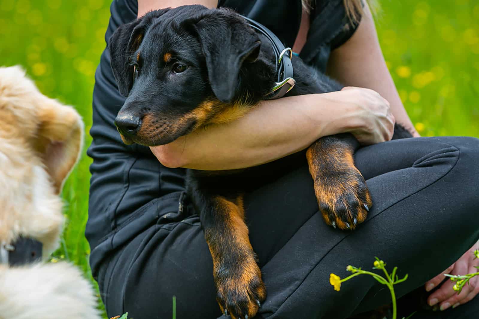 una mujer sosteniendo un cachorro beauceron en brazos