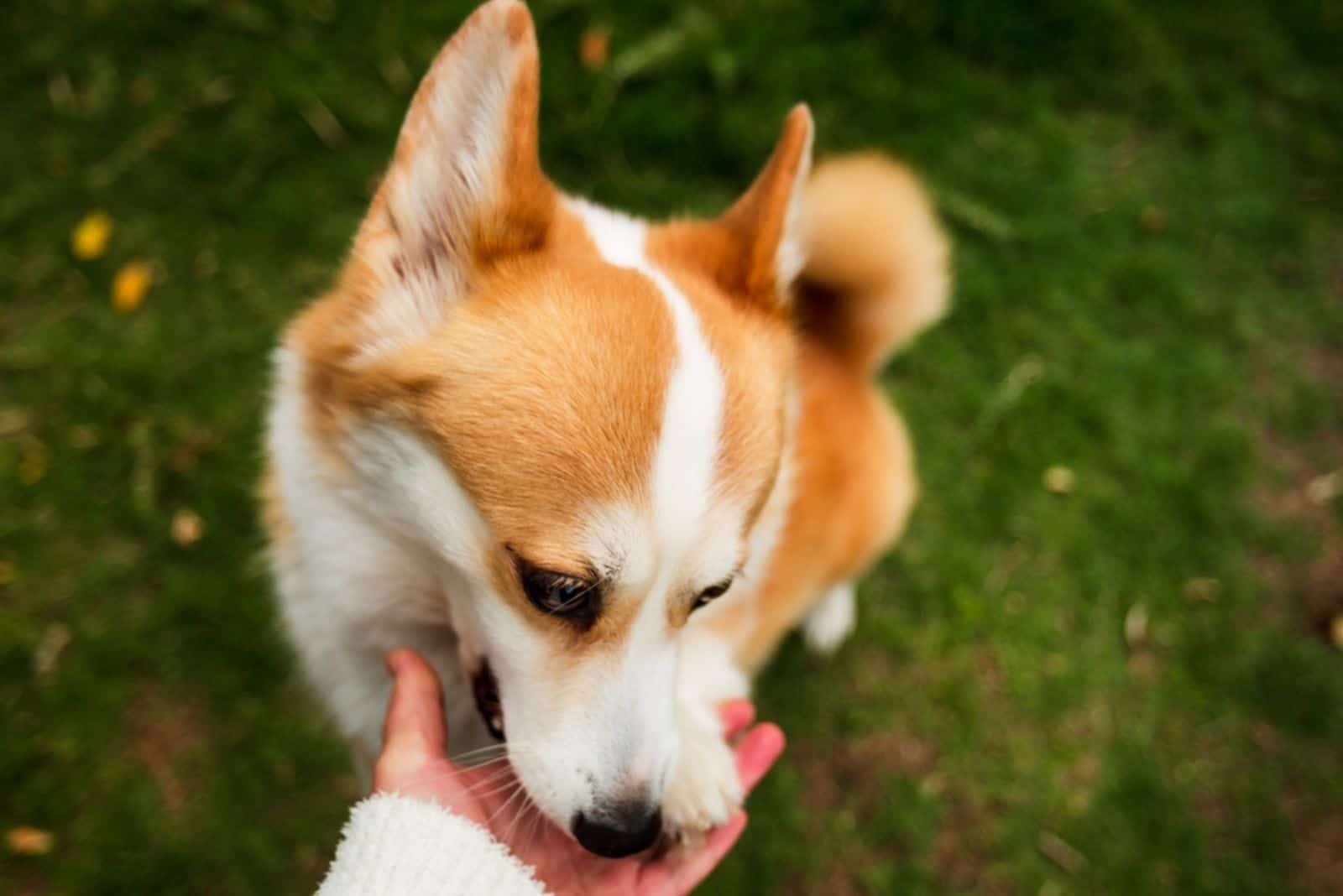 una mujer entrena a un perro
