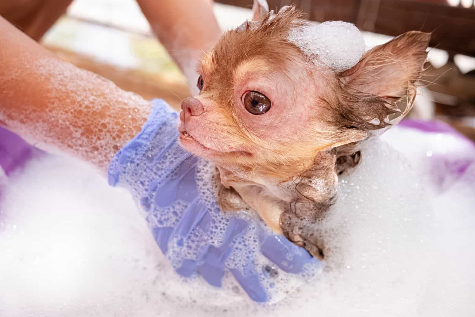 una mujer con guantes baña a un perro