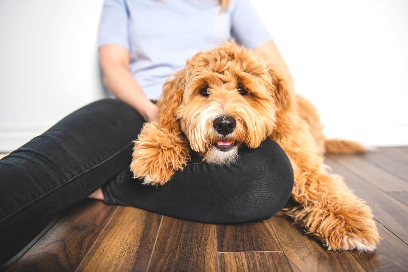 una mujer con su Goldendoodle sentado en el suelo