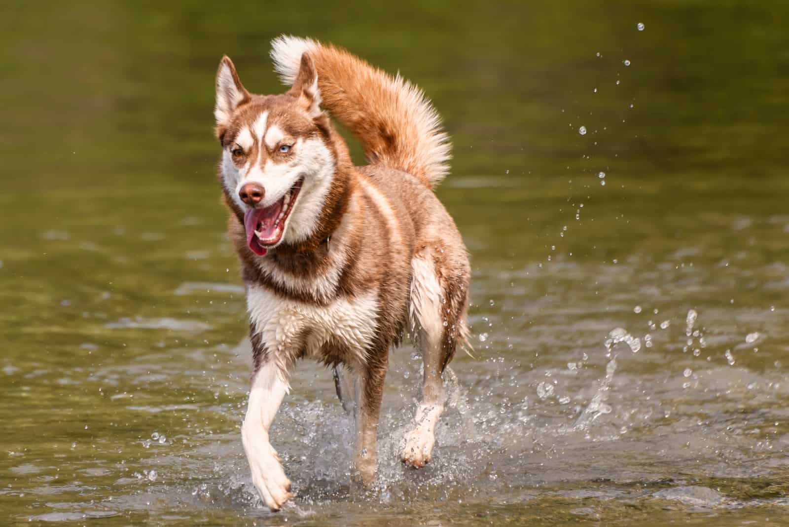 un joven husky marrón corre sobre el agua