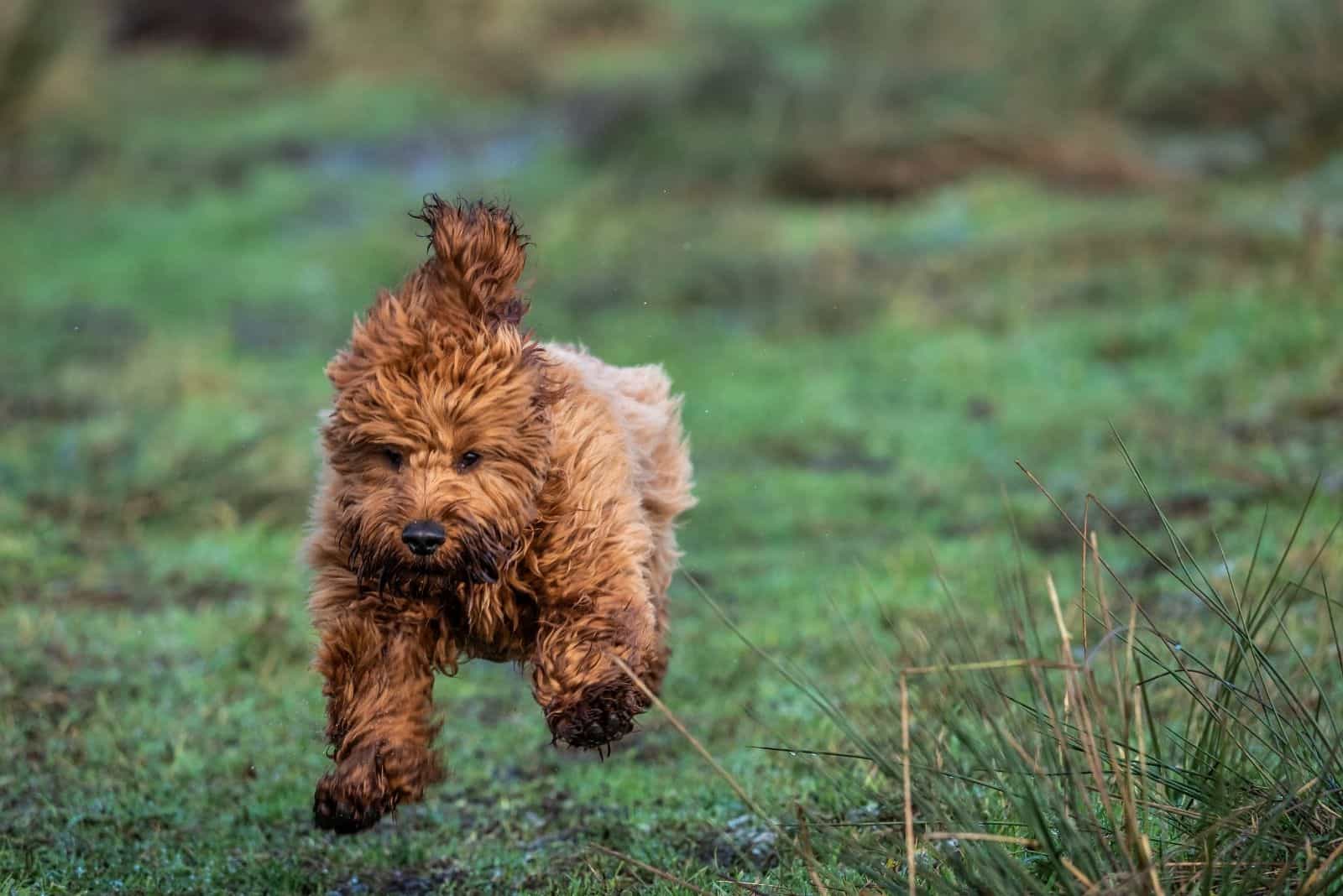 un cachorro joven de cockapoo corriendo en el prado