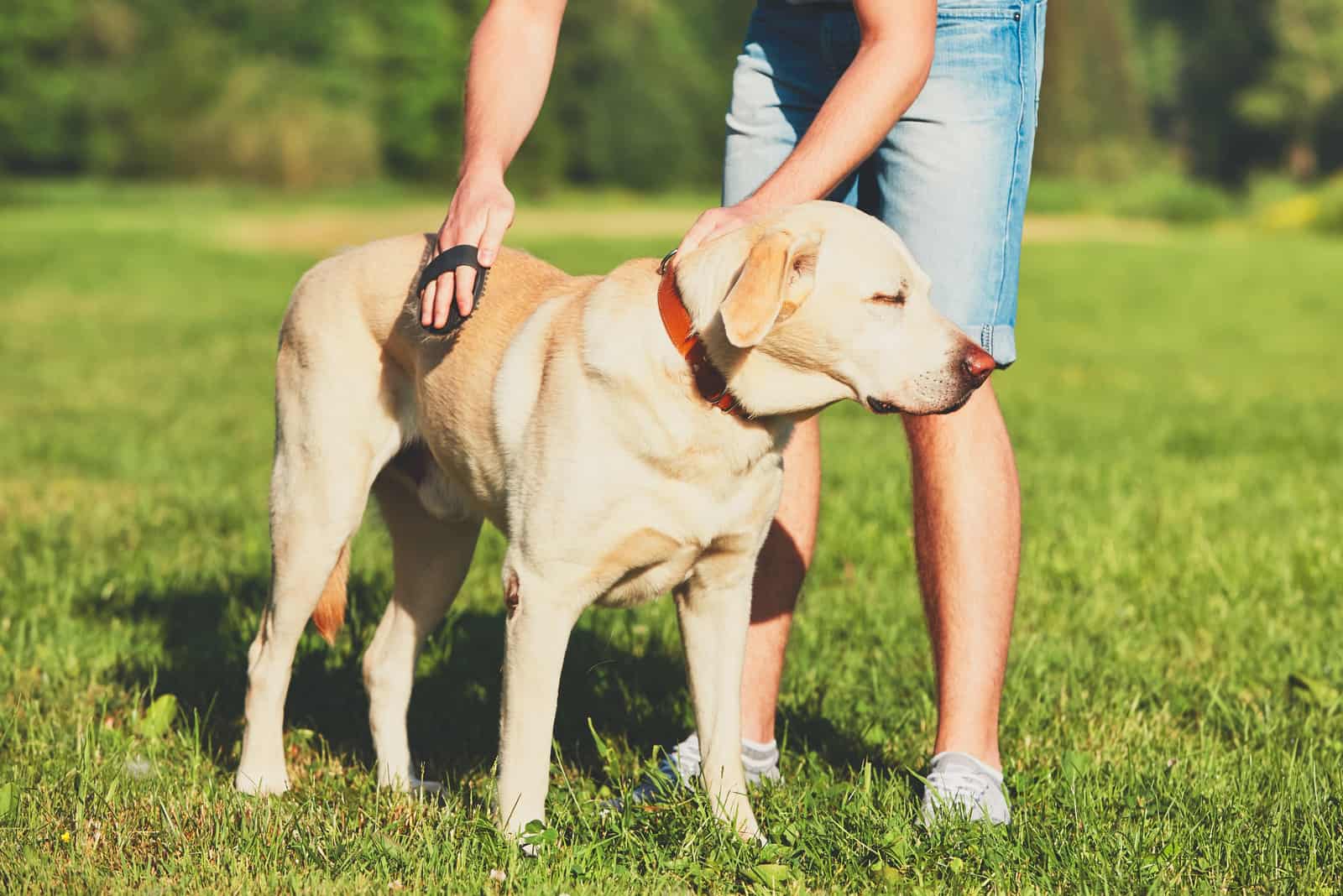 Un joven cepillando un retriever en un prado