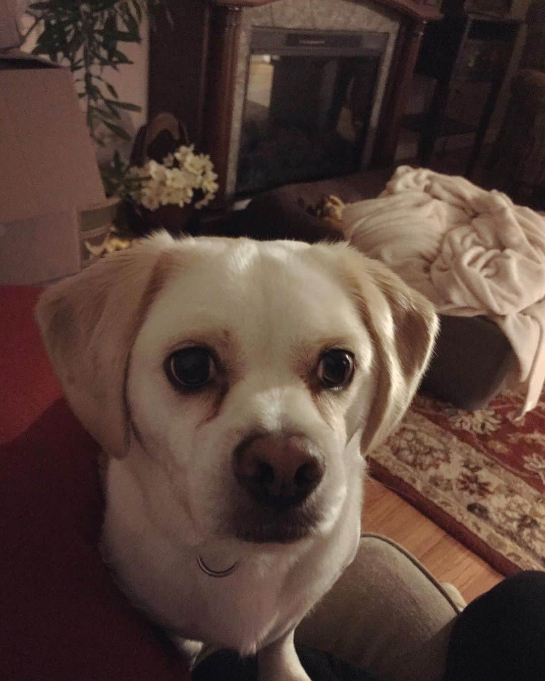 Adorable perro Beaglenese