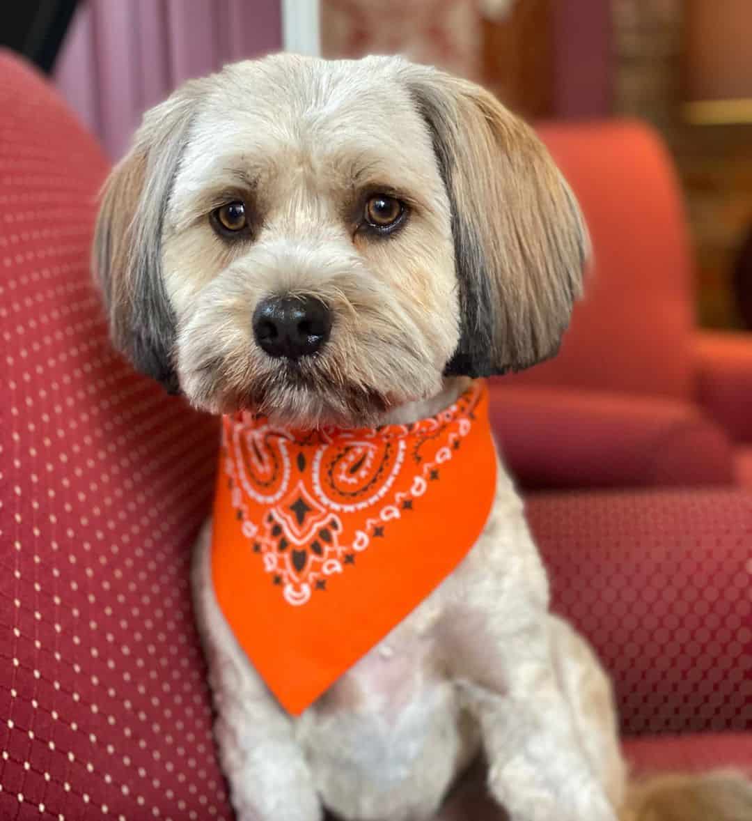 Perro Cavanese adorable