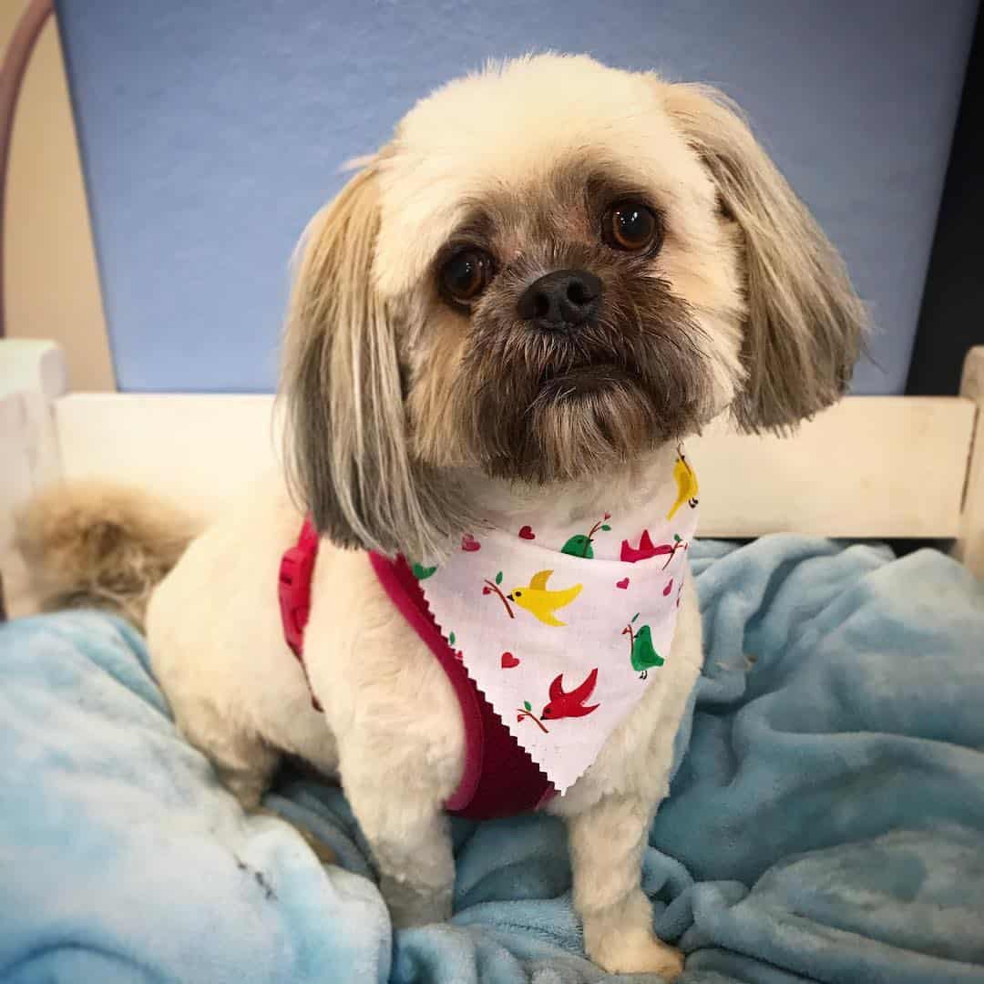 adorable Lhasa Apso Crema