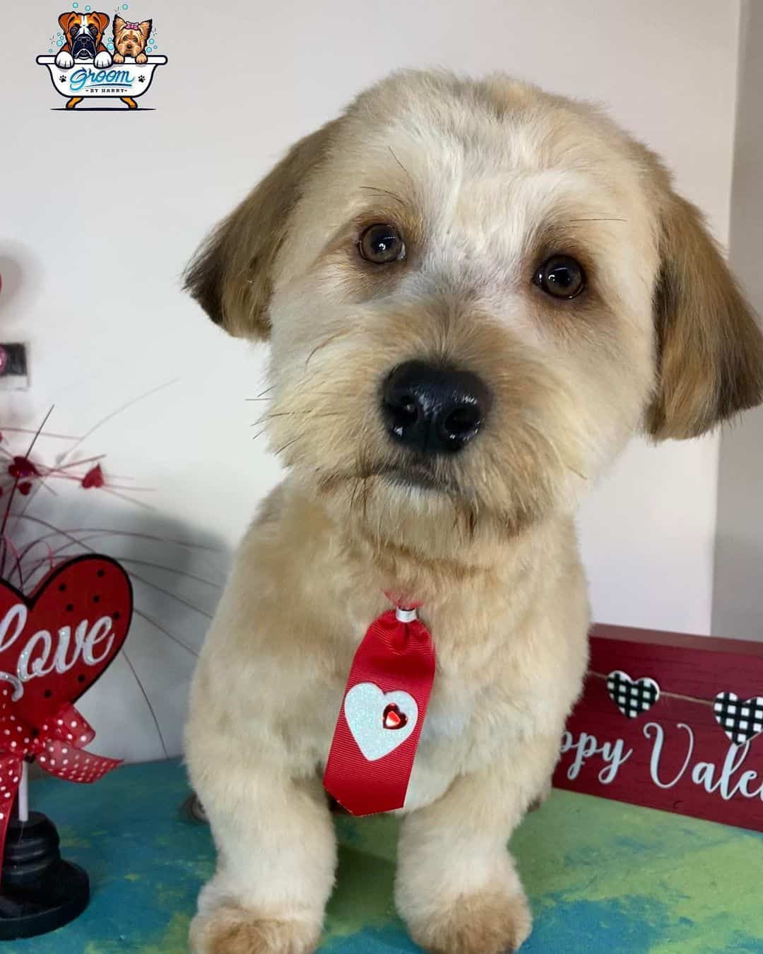 Adorable perro Havajack
