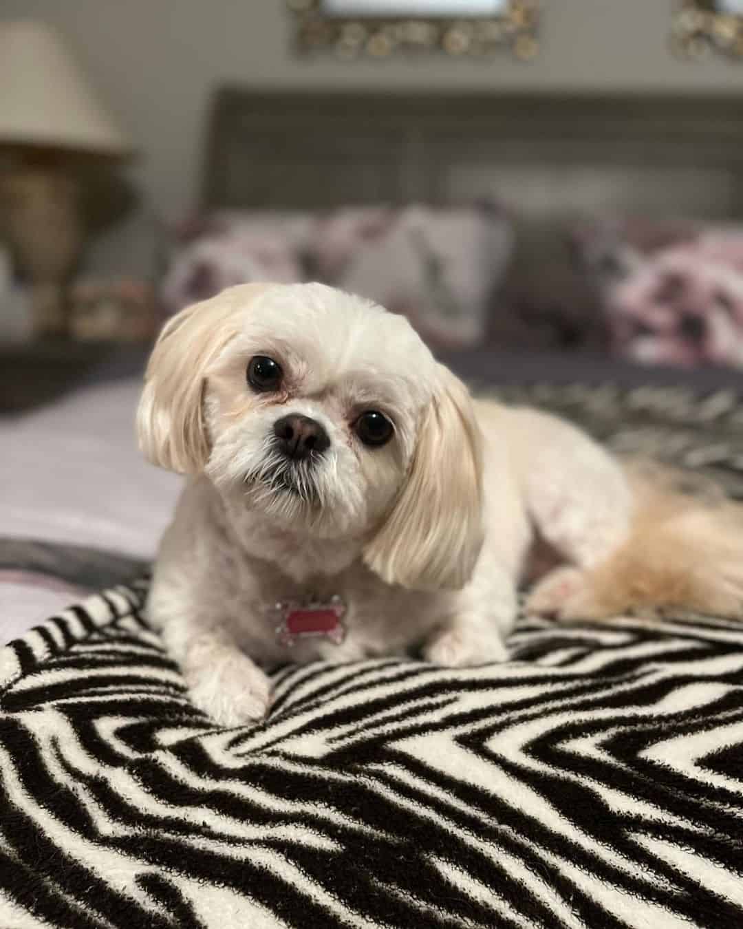 Adorable Havashu está acostado en la cama