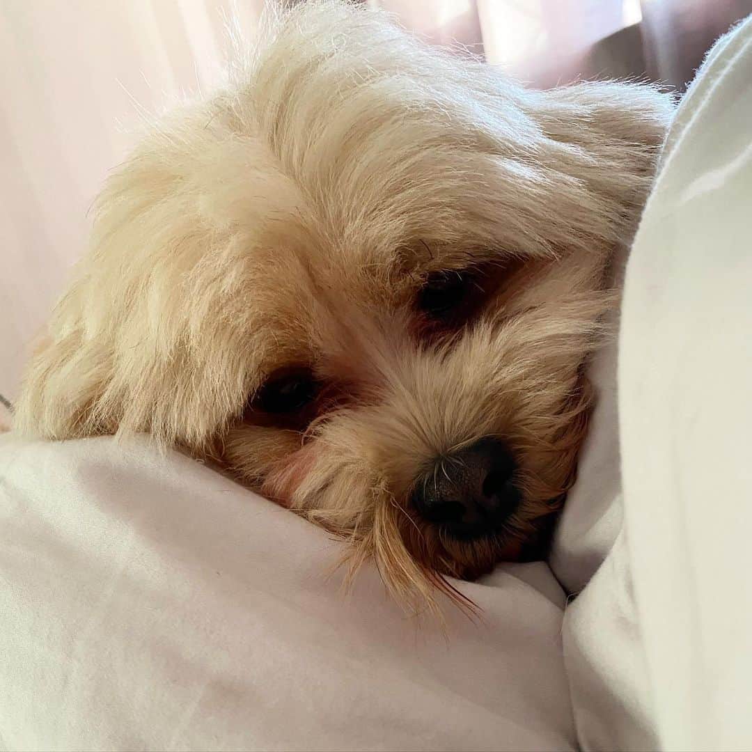 adorable Lhasa Apso acostado en el sofá