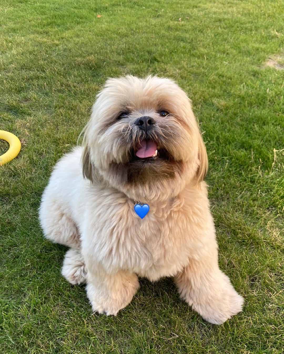 adorable Lhasa Apso sentado en la hierba