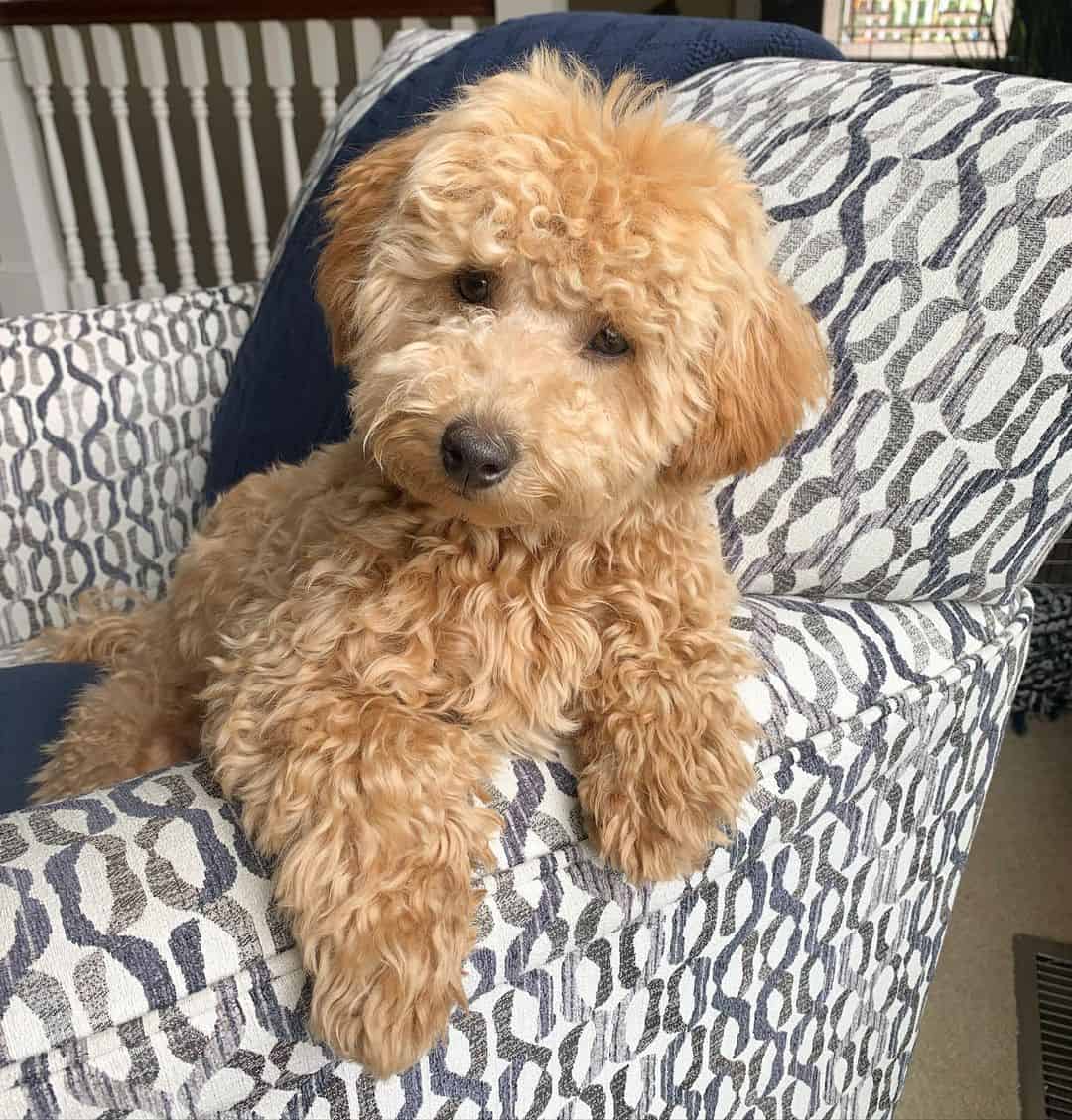 adorable perro Mini Goldendoodle
