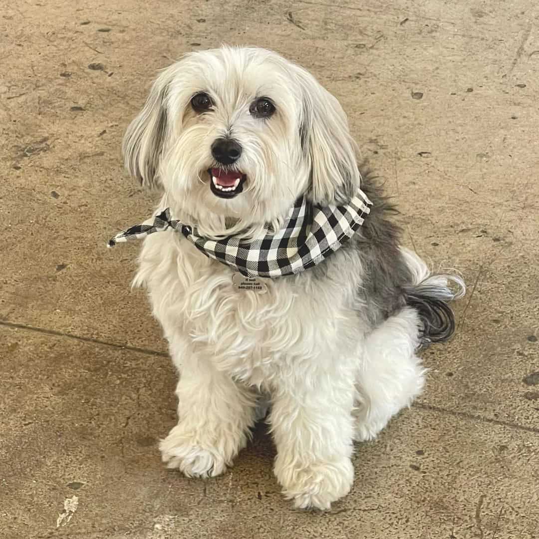 Adorable Schapso está sentado en la acera