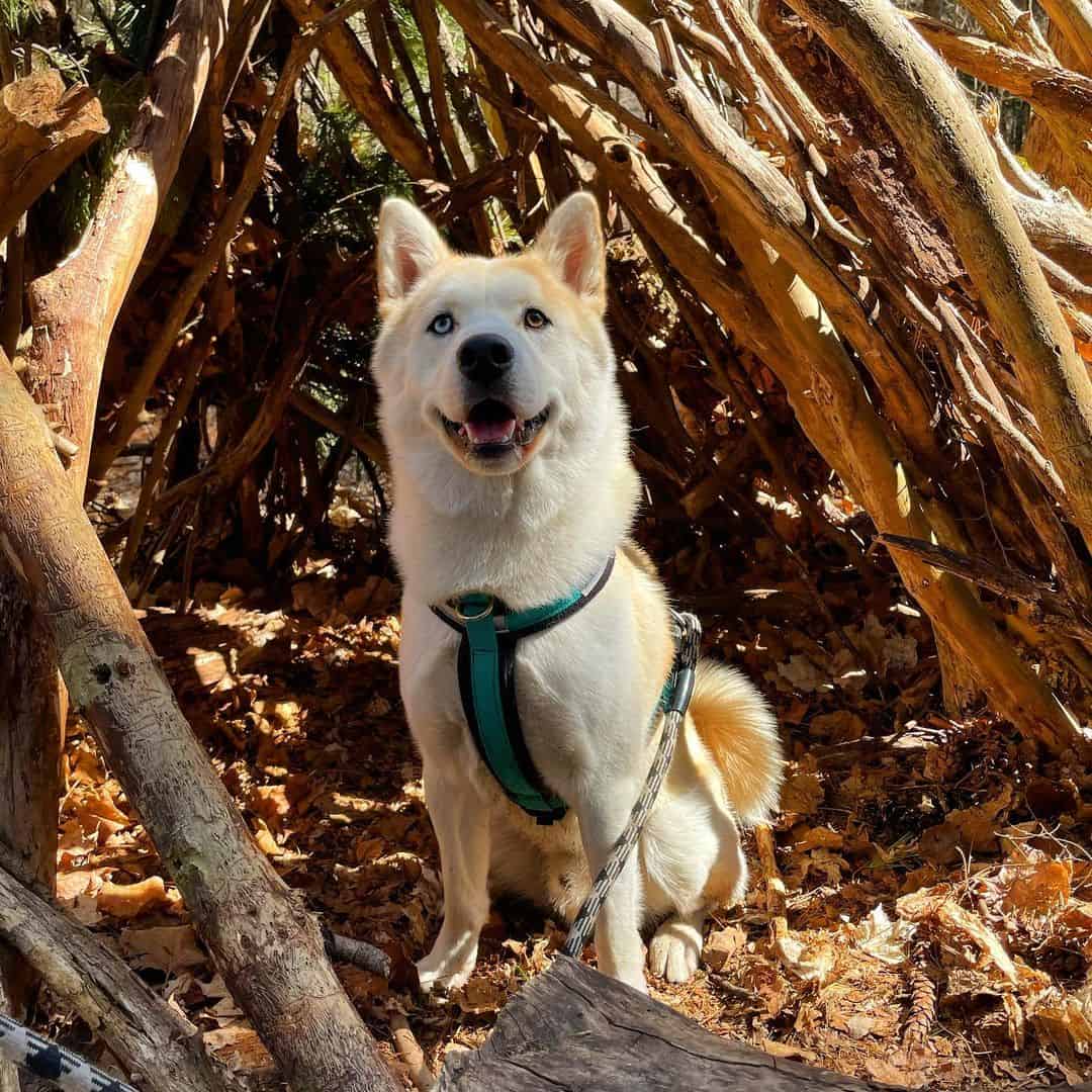adorable perro cruce de Shiba Inu y Husky