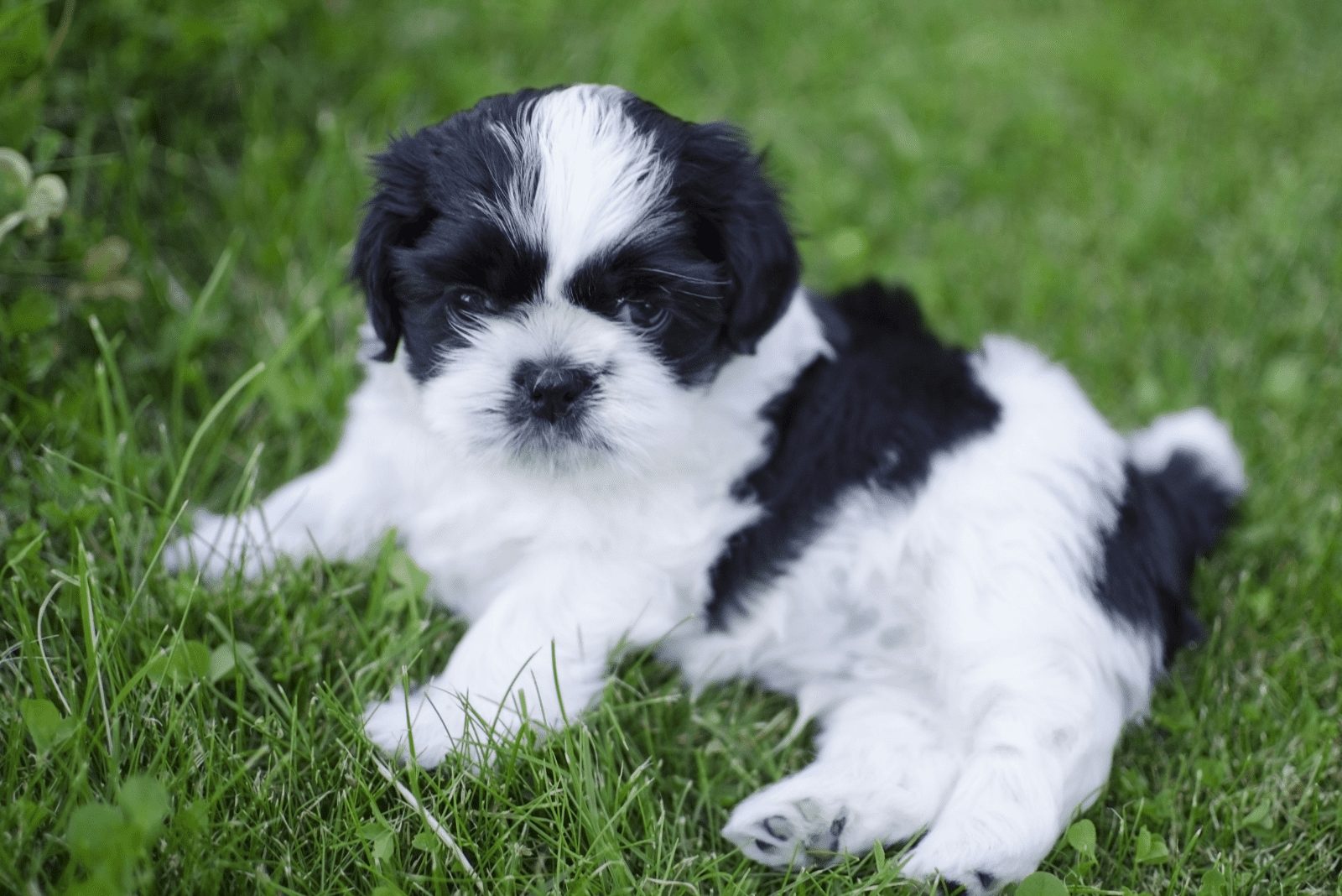 Cachorro de Shih Tzu adorable acostado en el césped