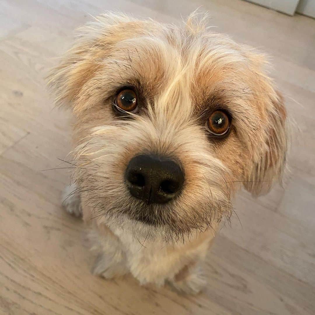 adorable perro Shorgi en la casa