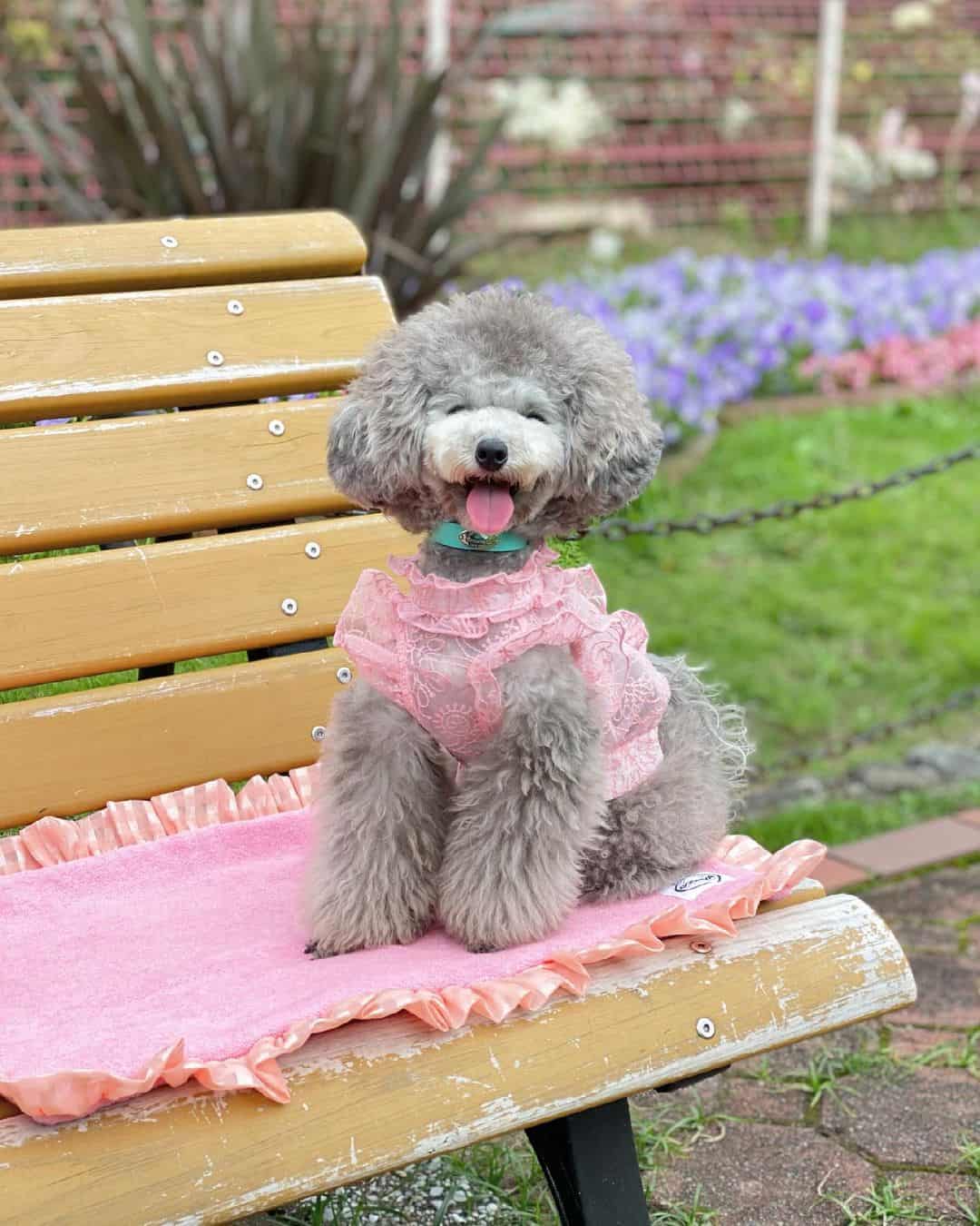 adorable Caniche Silver Toy