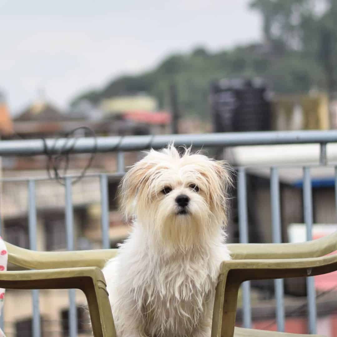 adorable Lhasa Apso Blanco