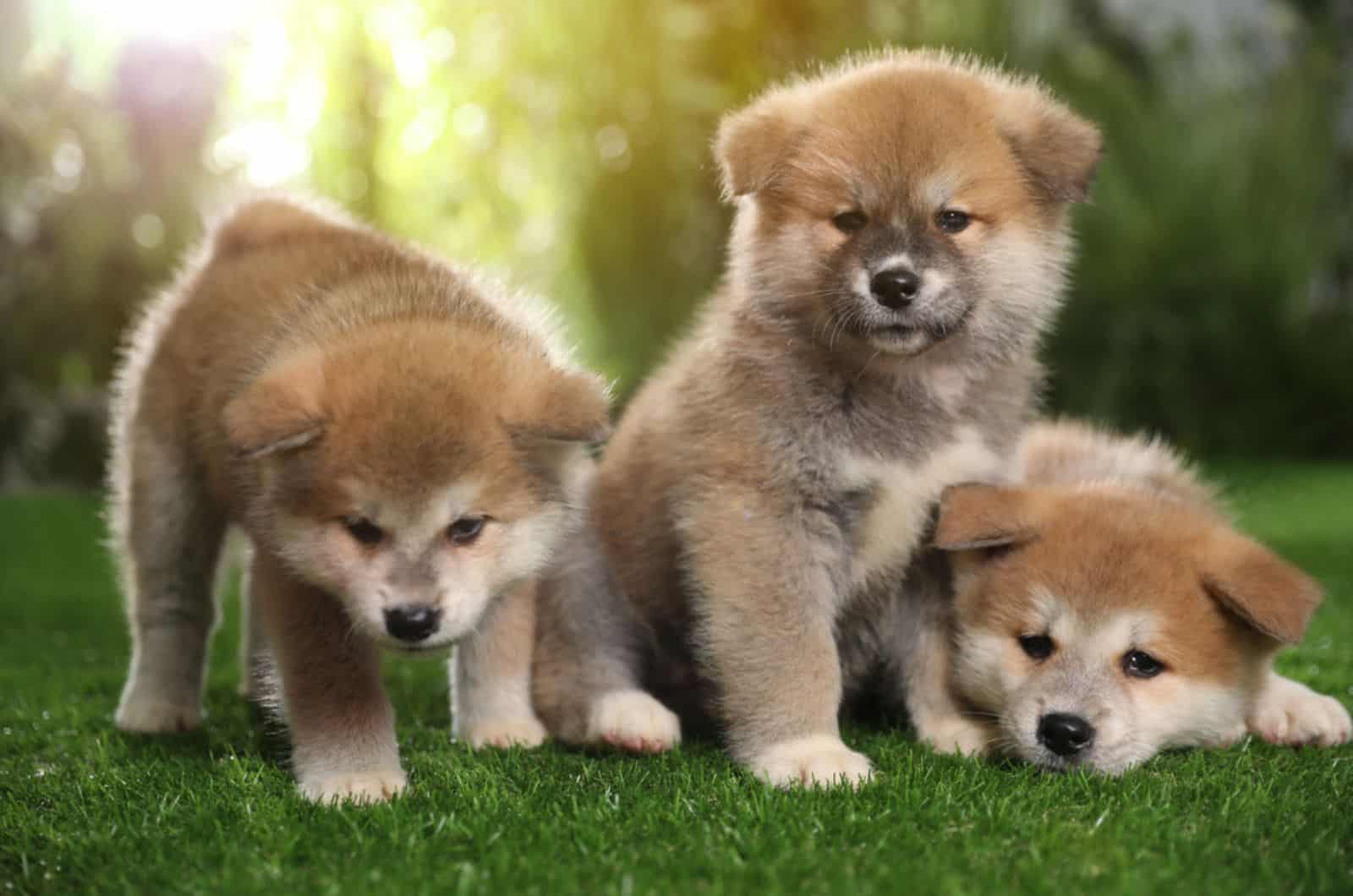 adorables cachorros de akita inu en el jardín