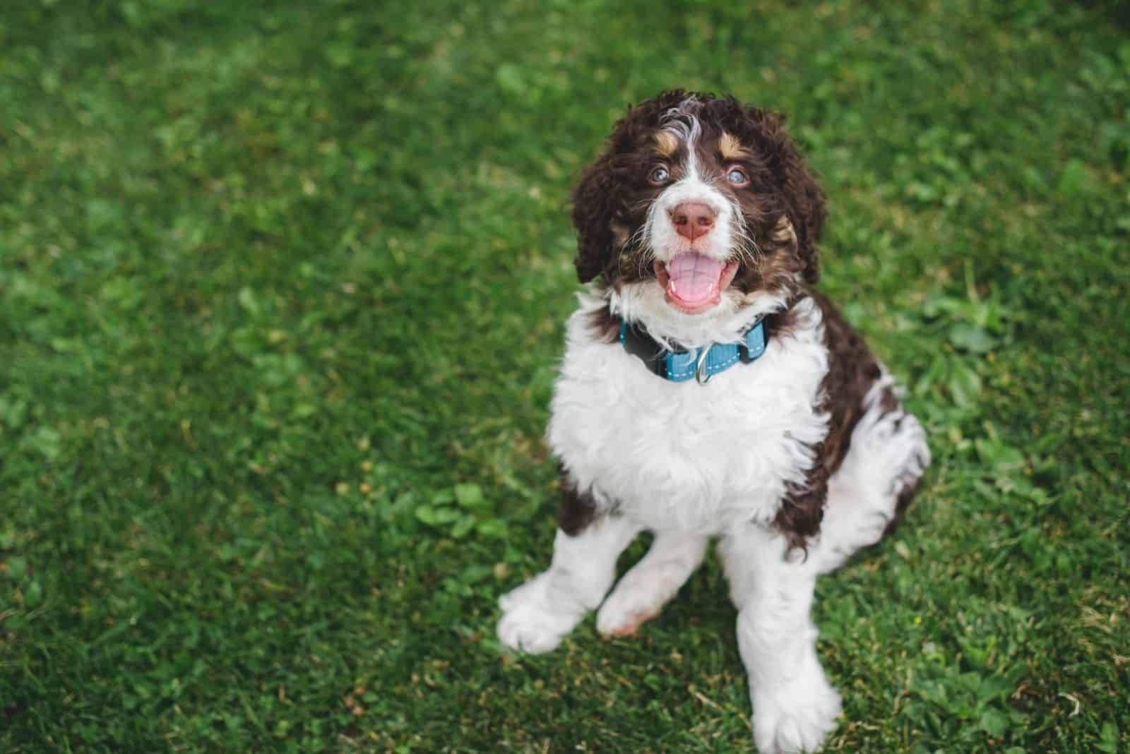 adorable bernedoodle mirando hacia arriba sentado en el césped