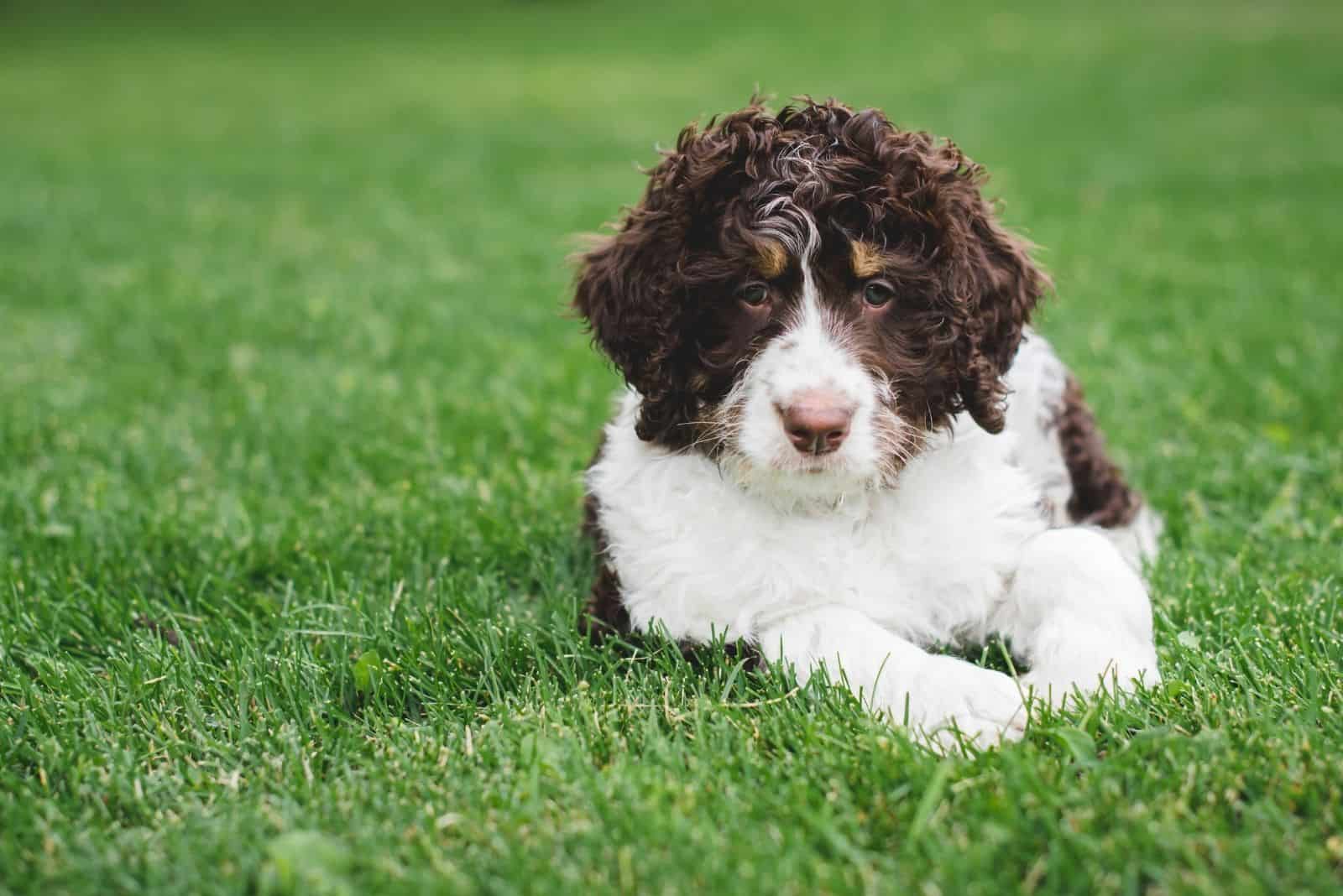 adorable cachorro de bernedoodle tumbado en el césped verde